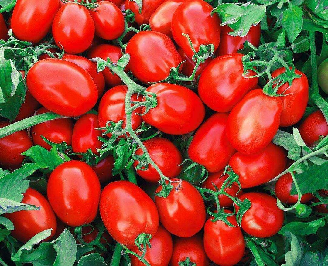 Cómo elegir tomates enlatados