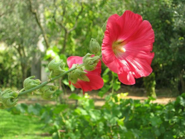 ¿Cuáles son los beneficios de la flor de malvavisco?
