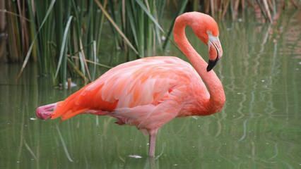 ¡Adana se convirtió en el hogar de 'Pink Flamingos'!
