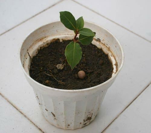 plantar un árbol de laurel