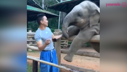 ¡Esos momentos entre el elefante y su cuidador!