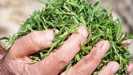 ¿Cuáles son los beneficios de la hierba de tomillo? ¿Cómo hacer té de tomillo? ¿Qué hace el aceite de tomillo?