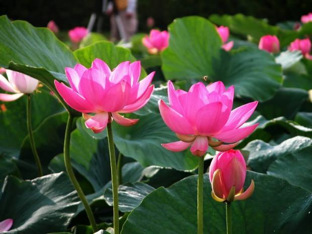 los beneficios de la flor de loto