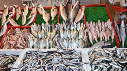 ¿Cómo limpiar pescado tórico? Consejos para limpiar pescado tórico