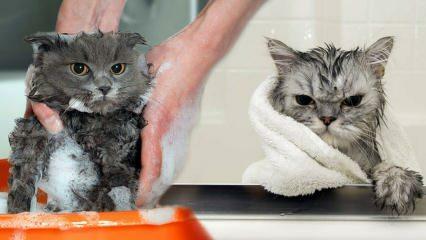 ¿Los gatos se lavan? ¿Cómo lavar gatos? ¿Es perjudicial bañar a los gatos?