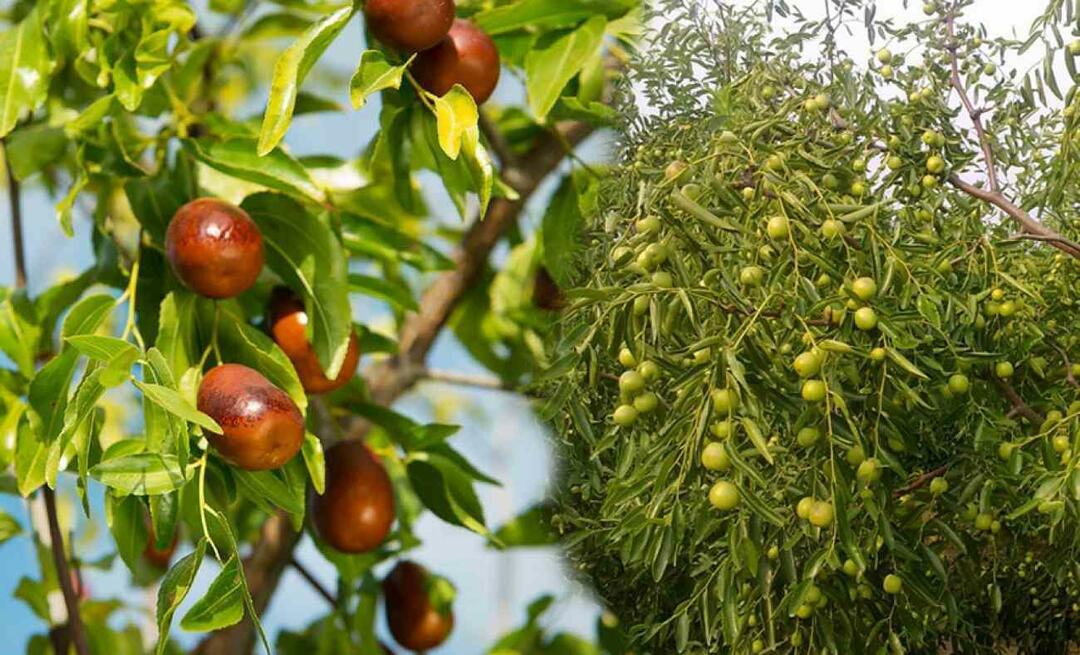 ¿Cómo germinar semillas de azufaifa? ¿Cómo cultivar una planta de azufaifo en maceta? cuidado de azufaifa