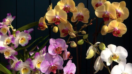¿Cómo cuidar las orquídeas? ¿Cómo regar una orquídea en casa? Método para revivir orquídeas