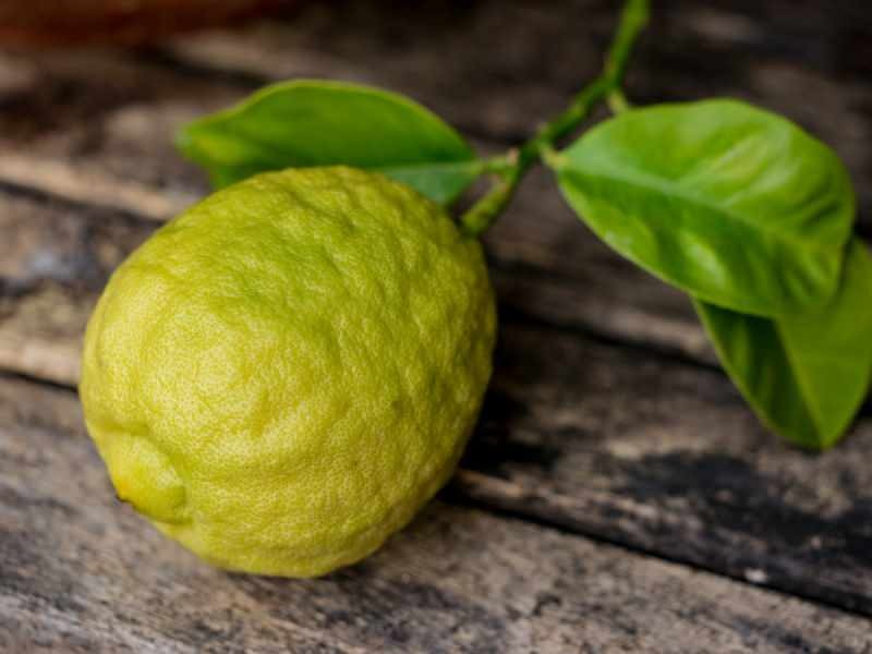La apariencia de la bergamota es similar al limón.