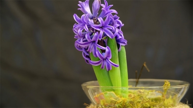 Cómo reproducir flores de jacinto