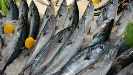 ¿Cuáles son los beneficios del bonito y para qué sirve? ¿Qué pescado se debe consumir y cómo?