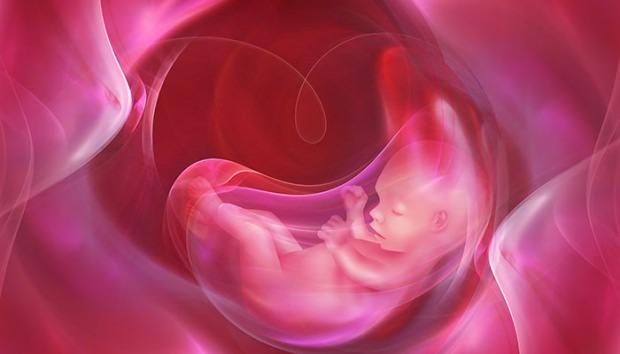 ¿Qué es la placenta previa? ¿Cómo cuidar el cordón umbilical en los bebés? Si el cordón umbilical es largo ...