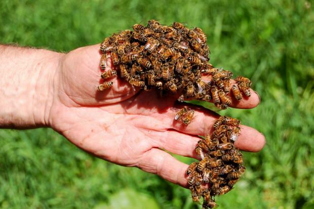 ¿Dónde se usa el veneno de abeja? Beneficios del veneno de abeja! Enfermedades en las que el veneno de abeja es bueno ...