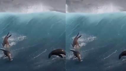 ¡Leones marinos jugando con olas gigantes!