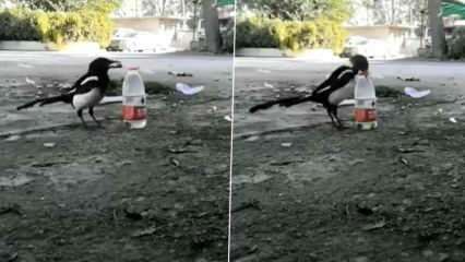 ¡La forma en que el cuervo bebió agua de la botella dejó las bocas abiertas!