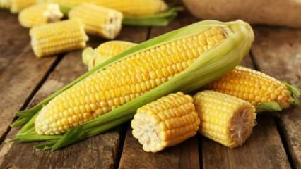 ¿Cuáles son los daños del maíz?