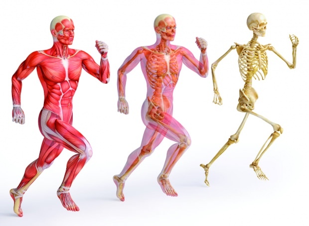 El zinc es esencial para una estructura muscular y ósea fuerte.