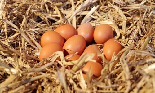 ¿Cómo entender los huevos orgánicos?