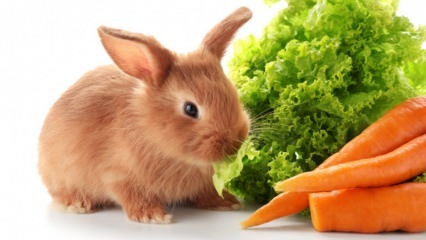  ¿Qué come el conejo y qué come? Fácil cuidado del conejo en casa