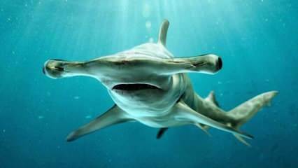  ¡Imágenes aterradoras! Tiburón martillo frente a la costa de Florida.