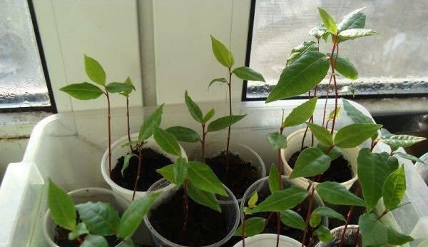 Cómo hacer crecer un árbol de laurel