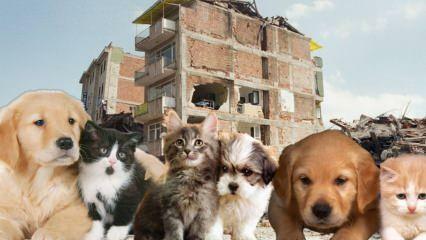 ¿Qué deben hacer quienes tienen mascotas antes y después del terremoto? Los que tienen una mascota en el momento del terremoto
