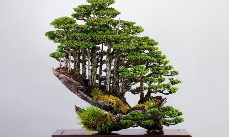 características del árbol bonsai