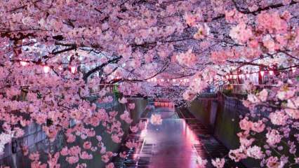 ¿Qué quiere decir Sakura? Propiedades desconocidas de la flor de sakura