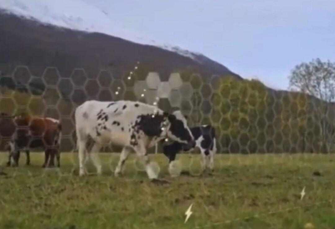 Virtual Fence comenzó a probarse en animales