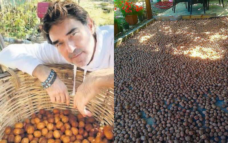 ¡Burak Hakkı inició la cosecha de nueces en su granja!