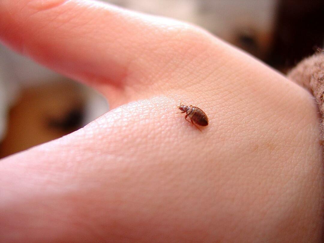 ¿Cómo reconocer una picadura de pulga y cuáles son sus síntomas? ¿Cómo desaparece una picadura de pulga?