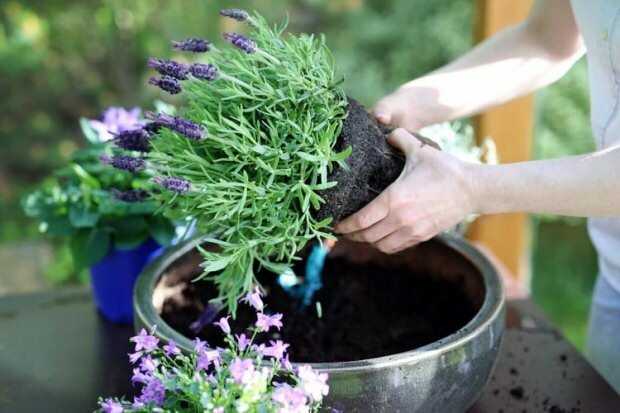 Cómo cuidar las flores de lavanda, la reproducción y el cultivo en el hogar