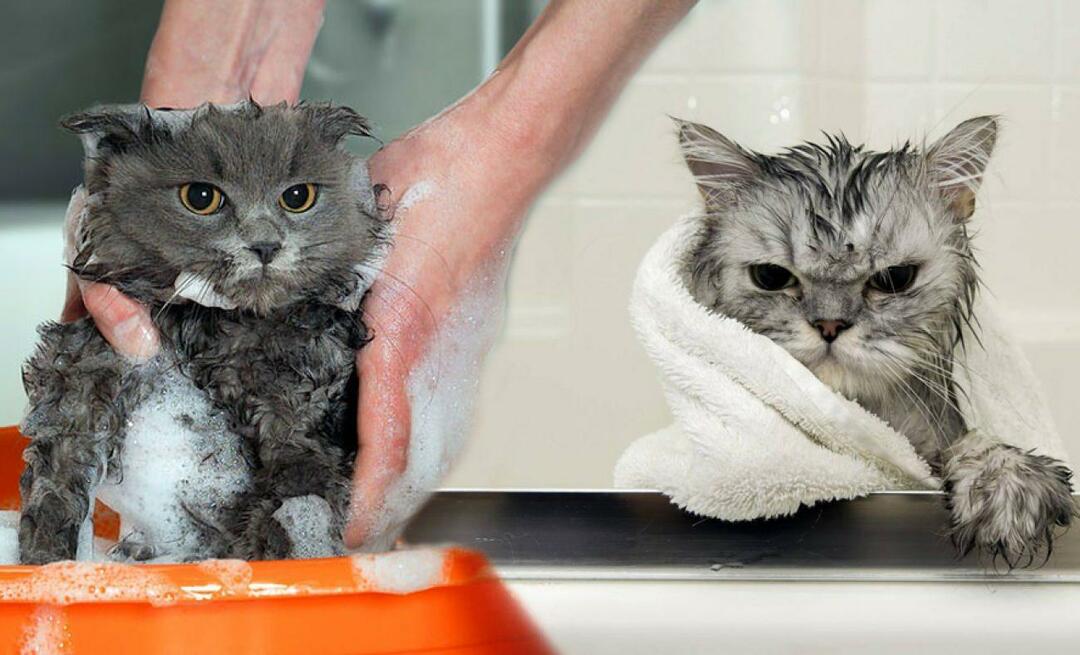 ¿Los gatos se lavan? ¿Cómo lavar gatos? ¿Es perjudicial bañar a los gatos?