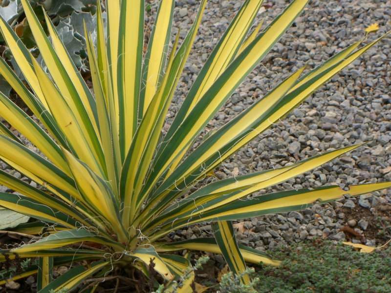 Trucos para el cuidado de la yuca! ¿Cómo cuidar la flor de yuca en casa?