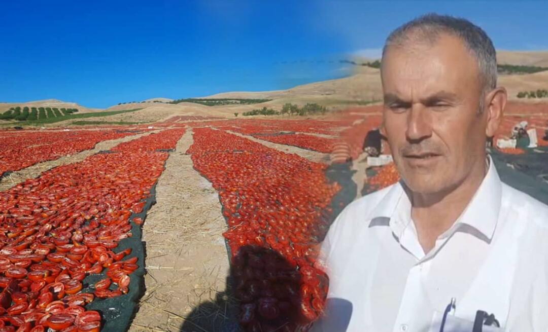 ¡La cosecha de tomates para secar ha comenzado en Malatya!