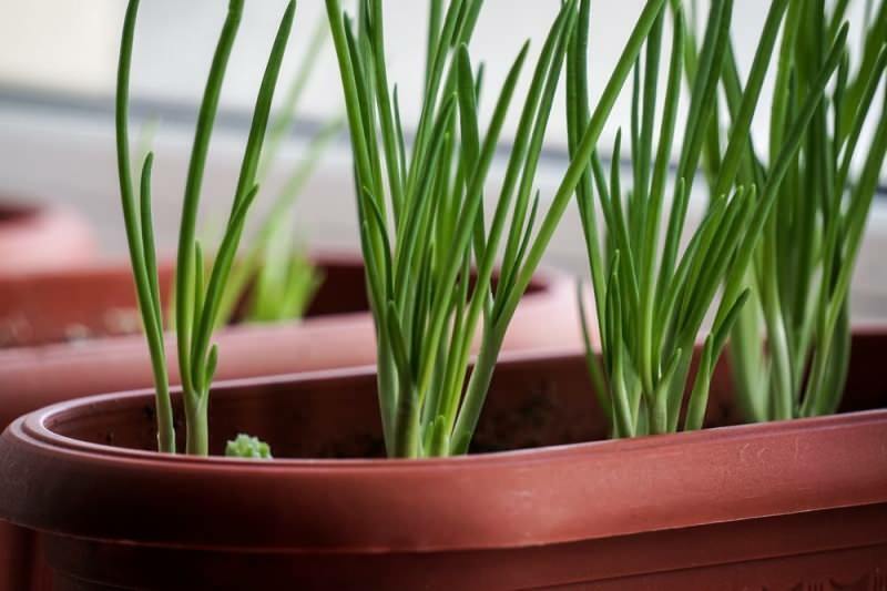 ¿Cómo cultivar cebollas verdes en macetas? Consejos para cultivar cebolletas