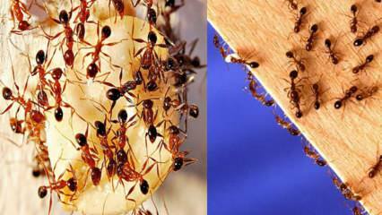¿Cómo destruir las hormigas en la casa? Qué hacer para deshacerse de las hormigas, el método más eficaz.