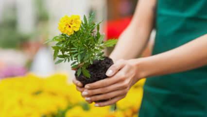 ¿Las razones para cultivar plantas en casa? ¿Es dañino cultivar flores en casa?