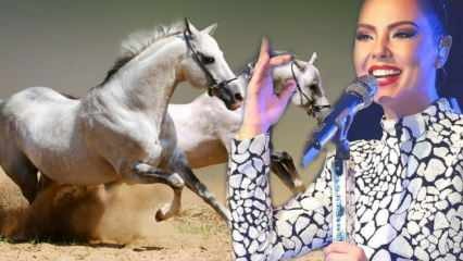 ¡Se ha anunciado el destino del caballo de un millón de dólares del cantante Ebru Gündeş!