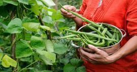 ¿Cómo se cultivan las judías verdes? Formas de cultivar frijoles en tierra y algodón.