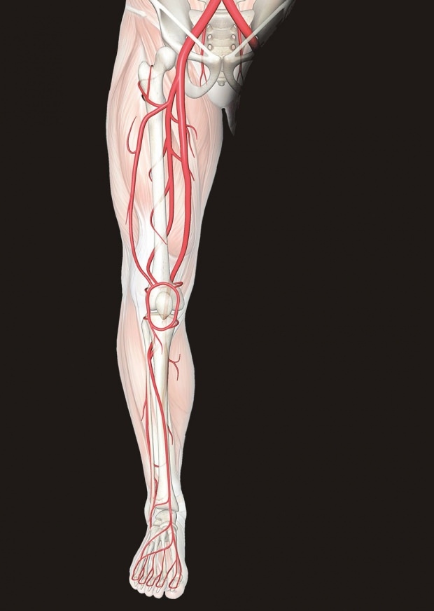 La incomodidad en los nervios de las piernas causa dolor en las piernas.