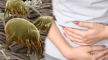 ¿Dónde está la parte más sucia del cuerpo y cómo se limpia? ¿Cuáles son las enfermedades causadas por parásitos? 