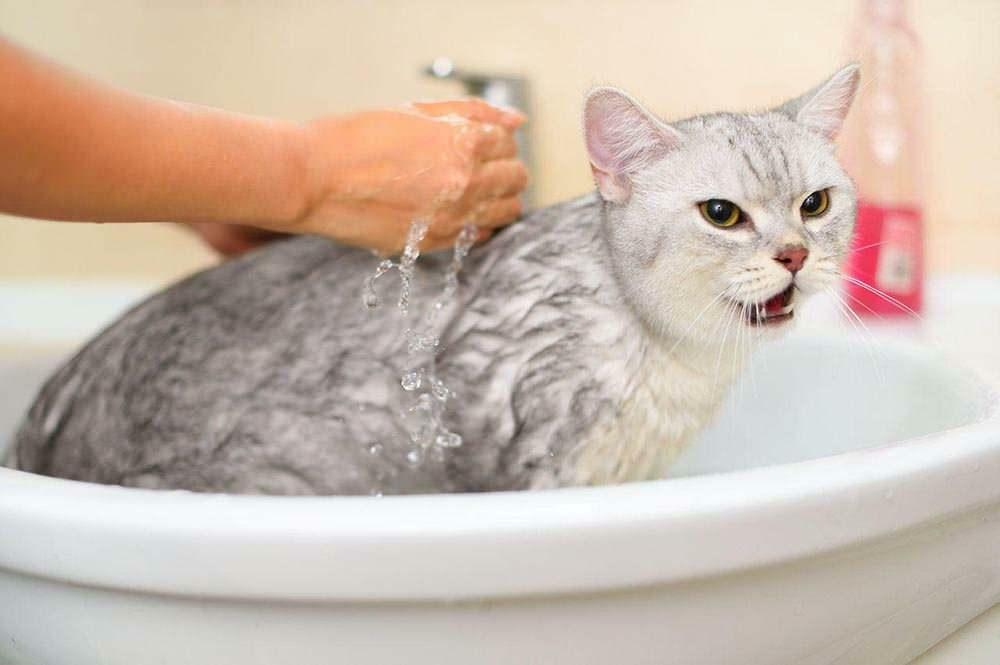 Cómo lavar a un gato