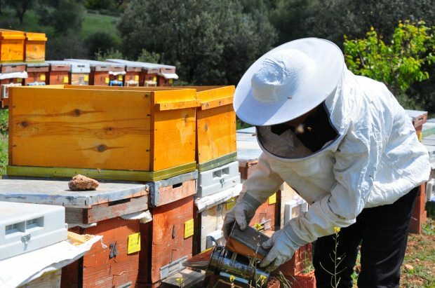 Beneficios del veneno de abeja