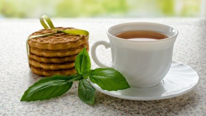 ¿Cuáles son los beneficios de la albahaca? ¿Dónde se usa la albahaca? ¿Cómo hacer té de albahaca?