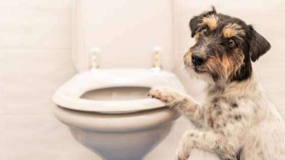 Cómo hacer los hábitos de baño de los perros