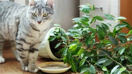¿Cómo se mantienen los gatos alejados de las plantas?