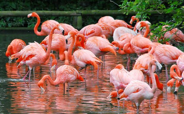 ¿Dónde está Flamingo Village? ¿Cómo llegar? ¿Cuánto cuesta el desayuno?