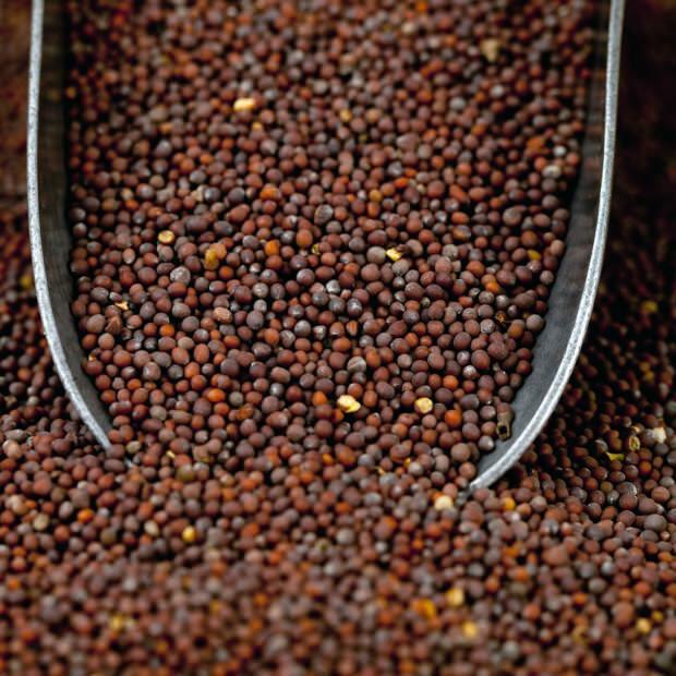 ¿Cuáles son los beneficios de la mostaza y es buena para las enfermedades? ¿Cómo usar las semillas de mostaza negra?