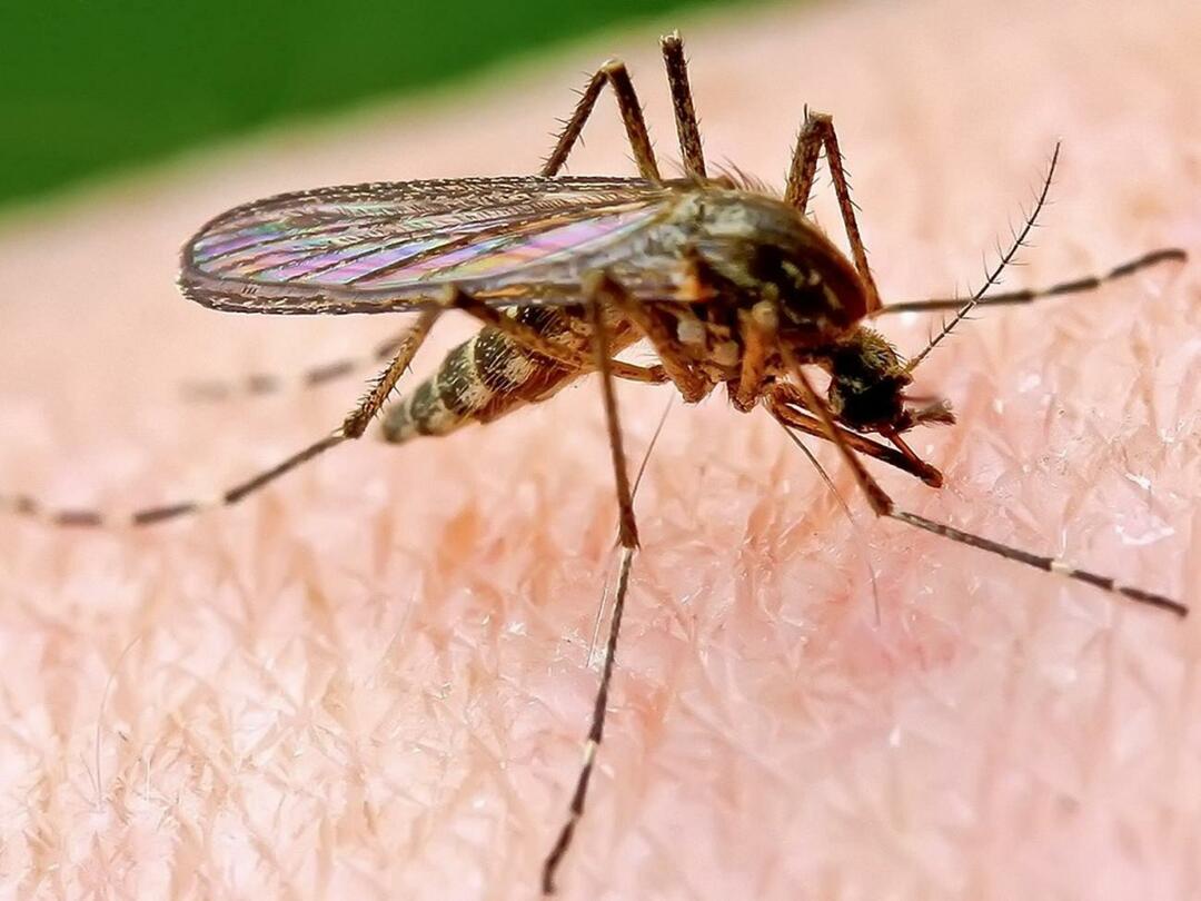 ¿Por qué los mosquitos pican más a algunas personas?