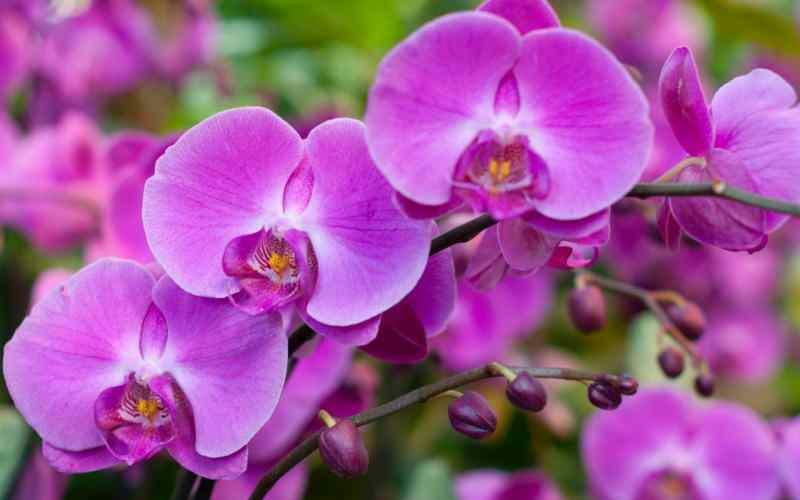 cuidado de las orquídeas